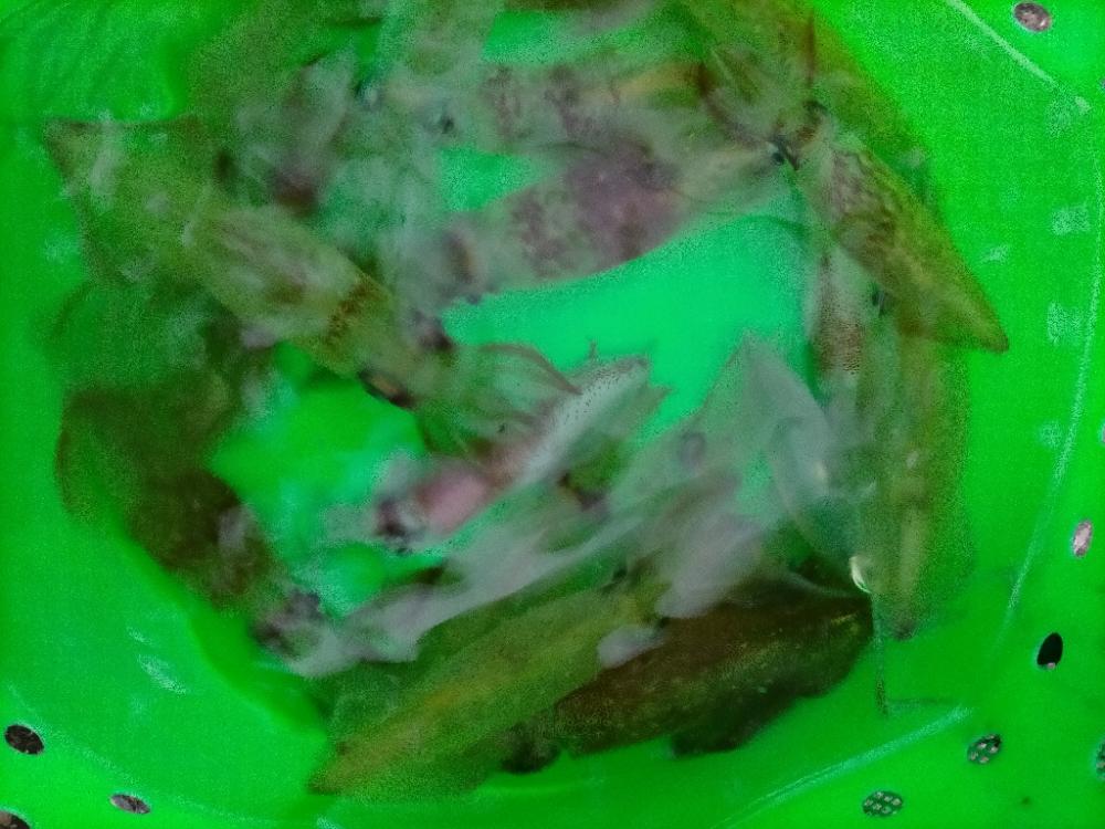 ライトエギング