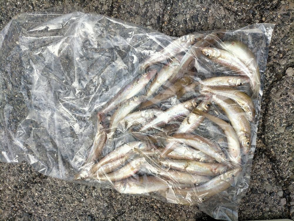 数・サイズ共に安定のキス!!