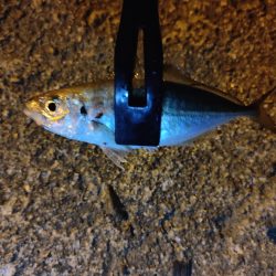 昼釣りからの夜釣り