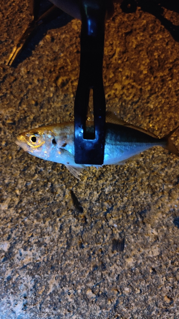 昼釣りからの夜釣り