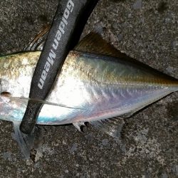 久しぶりアジング