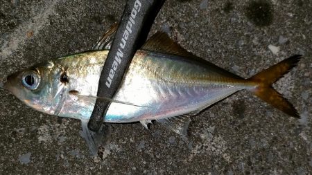 久しぶりアジング