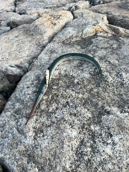 釣れそうな気がしたので