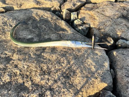 ダツの猛攻！！