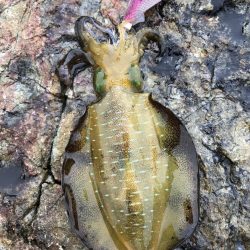 2023 佐渡ヶ島エギング 3回目【8月27日】