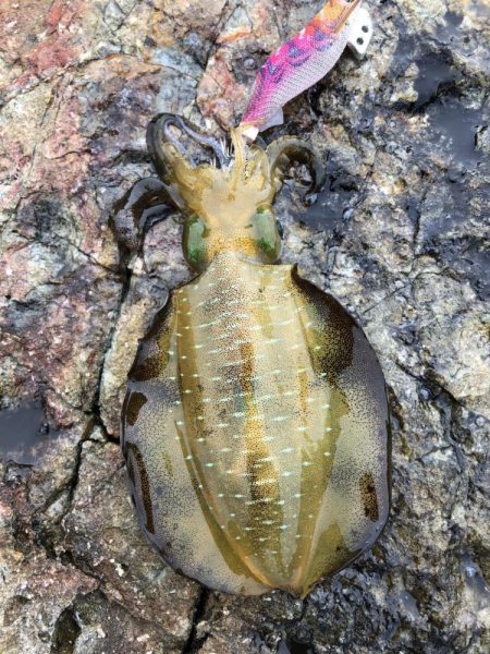 2023 佐渡ヶ島エギング 3回目【8月27日】