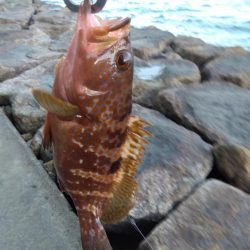 玉野市で、嬉しい2匹、しかも食べれる魚