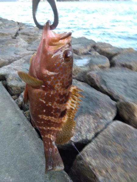 玉野市で、嬉しい2匹、しかも食べれる魚