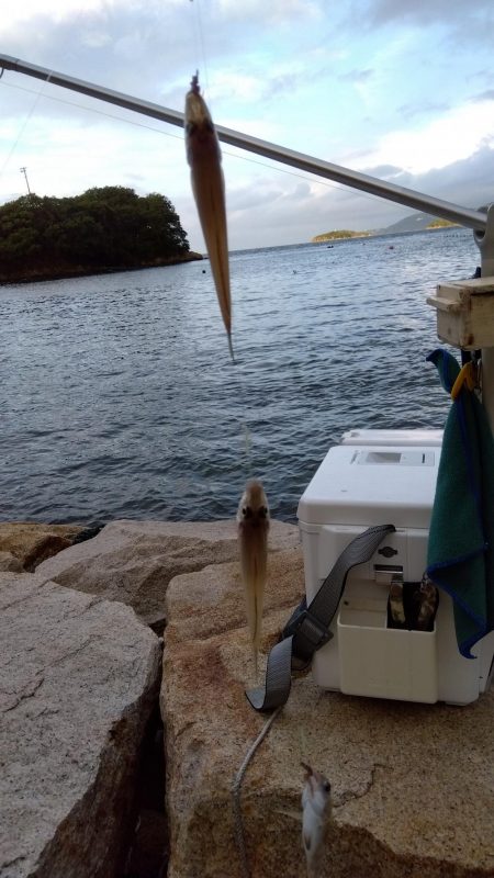 室津のキス釣り