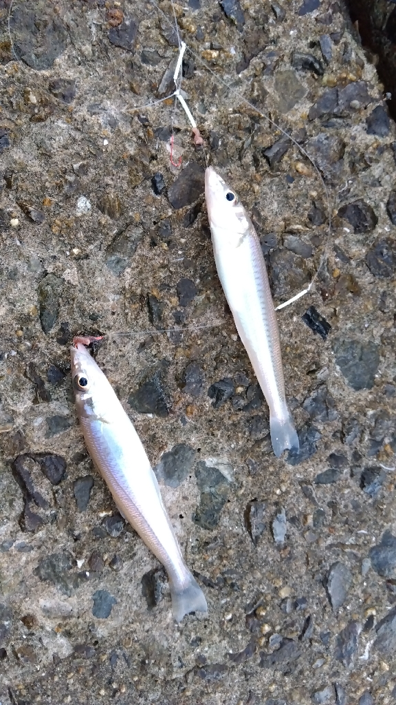 苅屋海岸のキス釣り