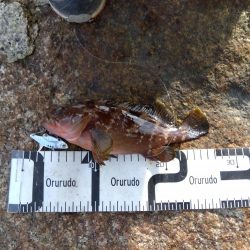 真夏の連続釣果にびっくりしてます。