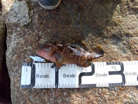 真夏の連続釣果にびっくりしてます。