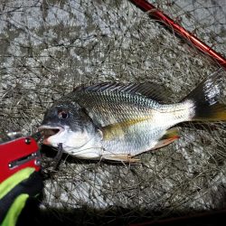 2023/08/01 南港ヘチ釣り釣行