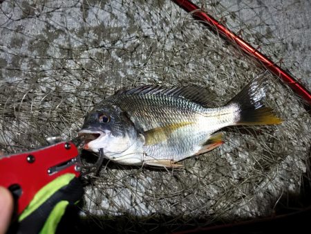 2023/08/01 南港ヘチ釣り釣行