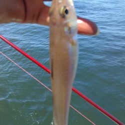 釣り人が少ない播磨新島