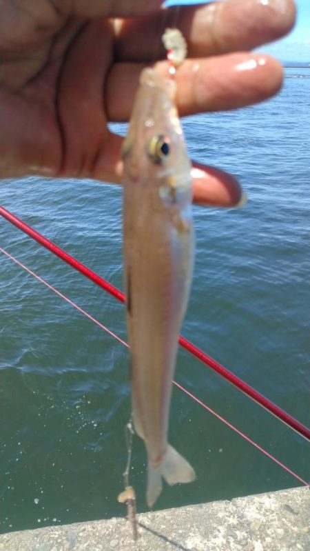 釣り人が少ない播磨新島