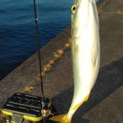 青物調査でツバス23cmとシーバス36㎝