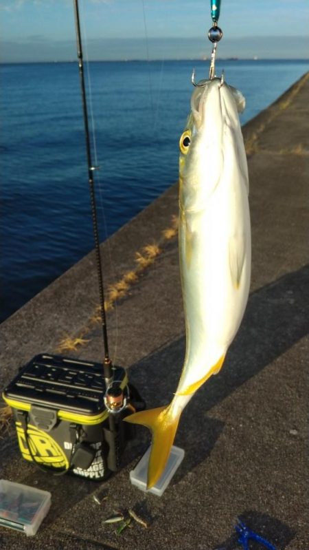 青物調査でツバス23cmとシーバス36㎝