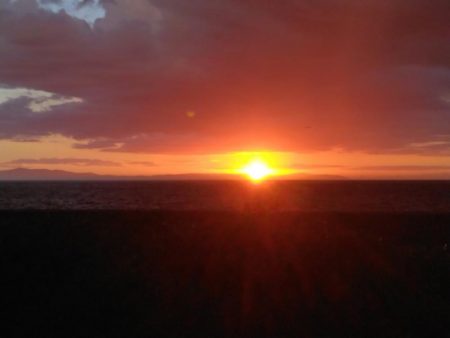 サヨリ・タコ・アジ・タチウオ調査