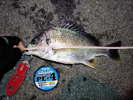 2023/08/08 南港ヘチ釣り釣行