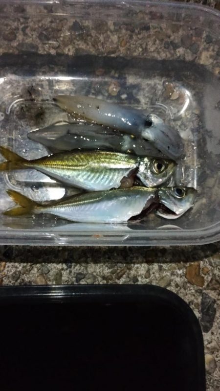 アジとケンサキ