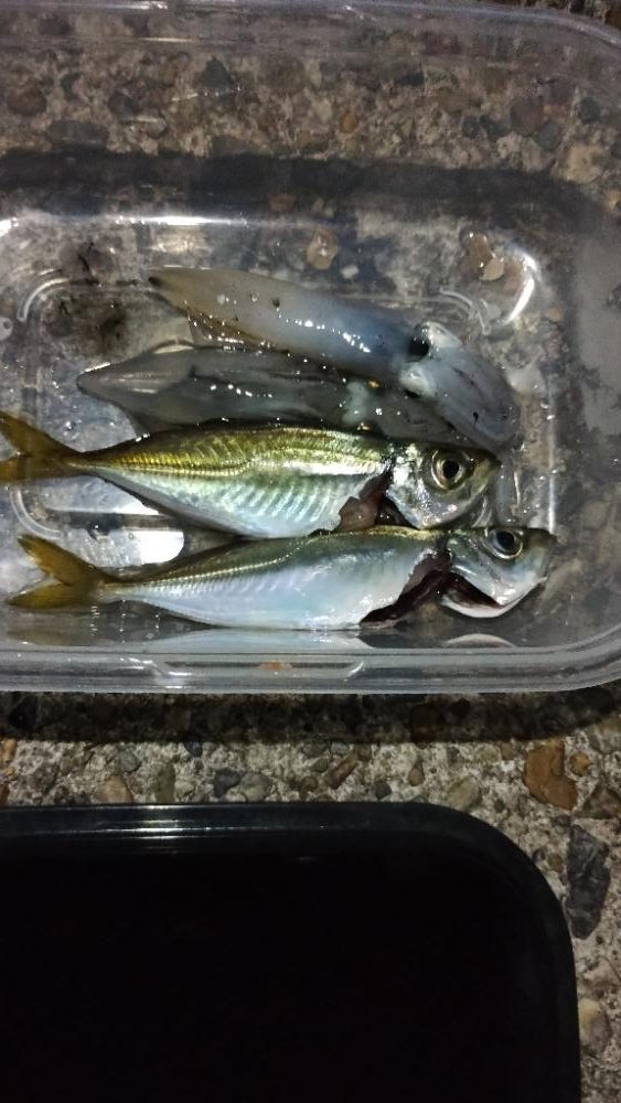 アジとケンサキ