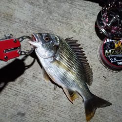 2023/08/10 南港ヘチ釣り釣行