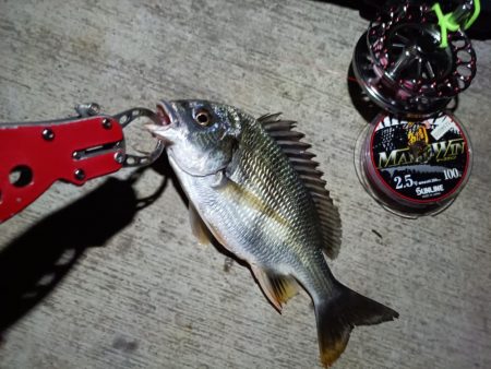 2023/08/10 南港ヘチ釣り釣行