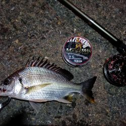 2023/08/11 南港ヘチ釣り釣行