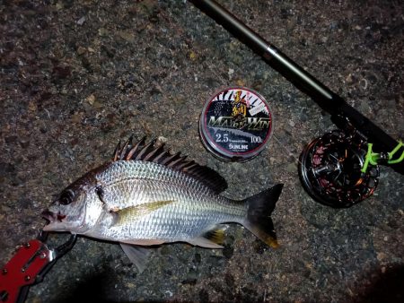 2023/08/11 南港ヘチ釣り釣行