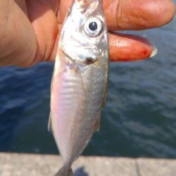 更に厳しくなった播磨新島のキス