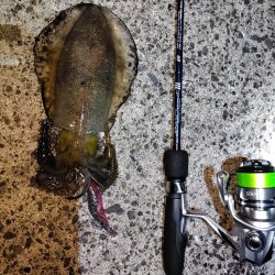 エギング＠鹿児島