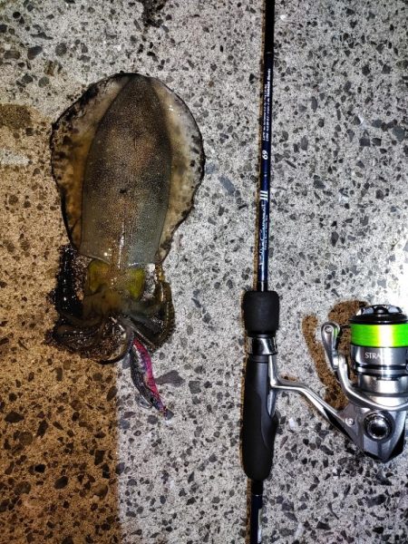 エギング＠鹿児島