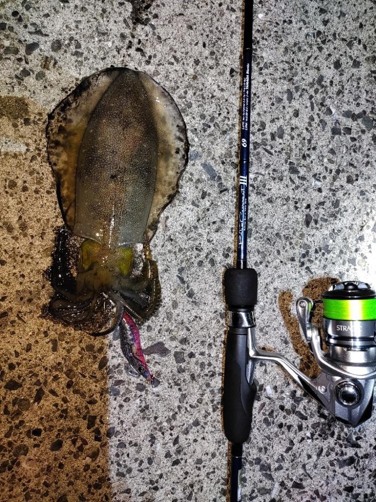 エギング＠鹿児島