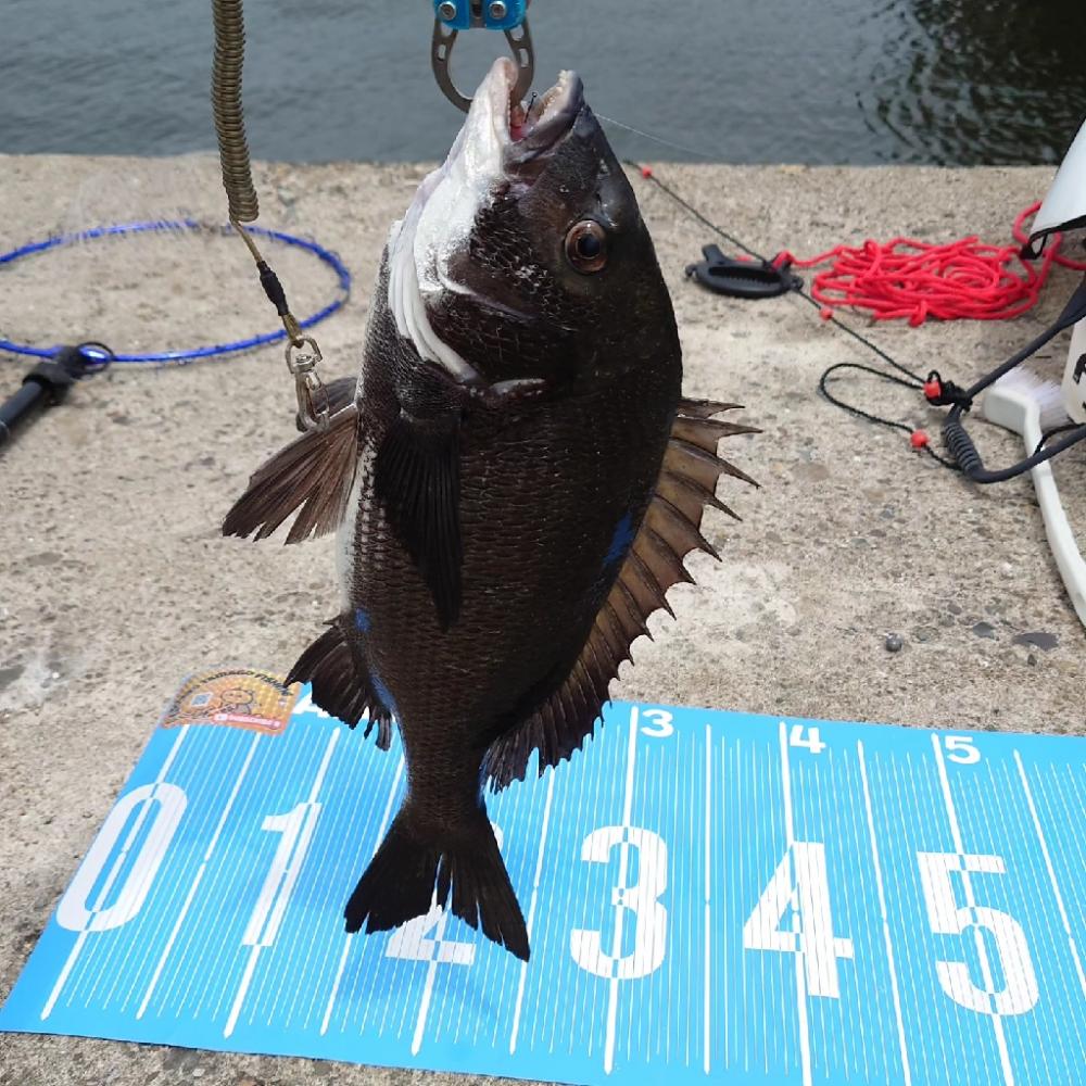 紀州釣り第4戦✨