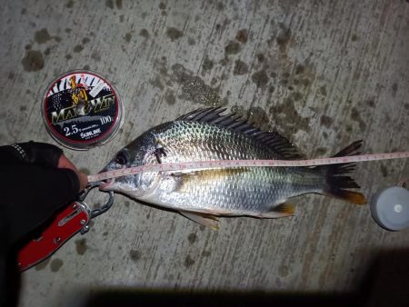 2023/08/18 南港ヘチ釣り釣行