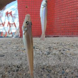 良型キスが釣れない播磨新島