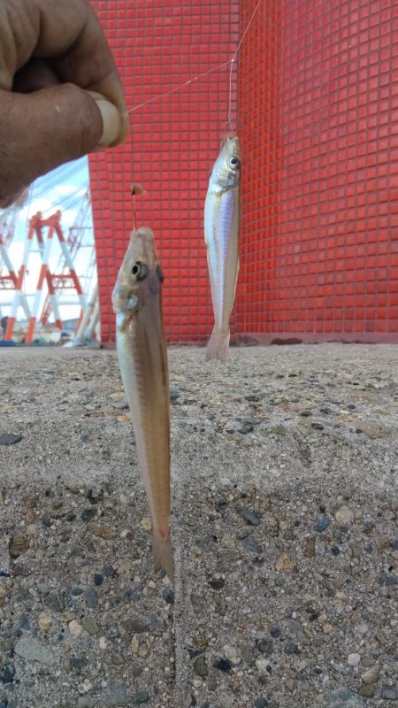 良型キスが釣れない播磨新島