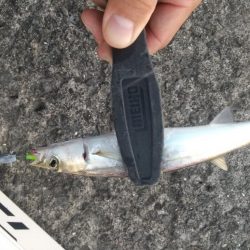 久々のポイント