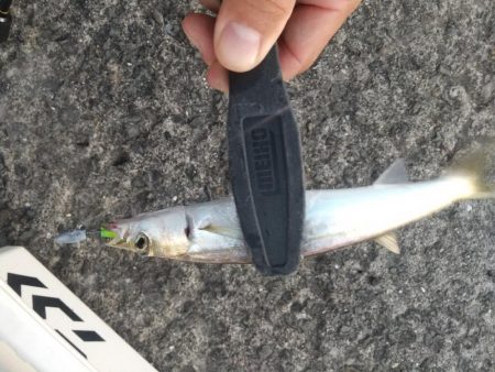 久々のポイント