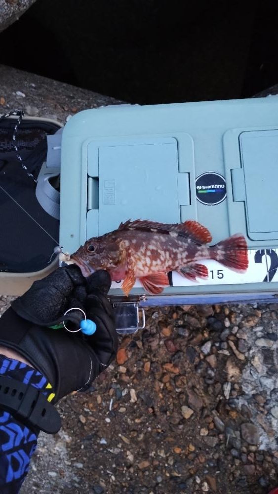 今日はシブシブ