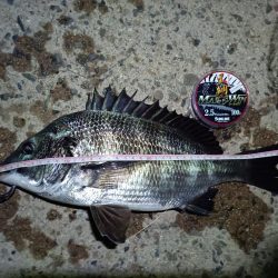 2023/08/21 南港ヘチ釣り釣行