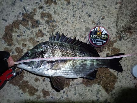 2023/08/21 南港ヘチ釣り釣行