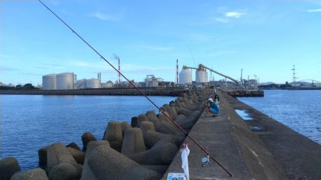 高砂港のキス調査