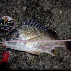 2023/08/22 南港ヘチ釣り釣行