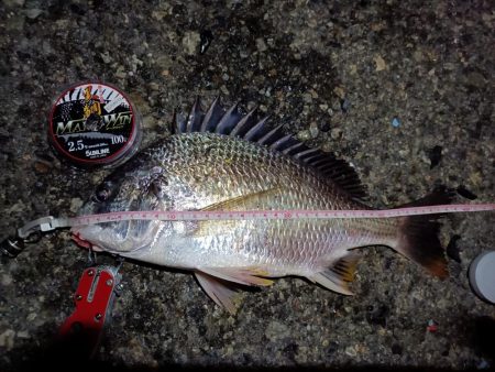 2023/08/22 南港ヘチ釣り釣行