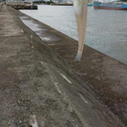 高砂港のキス調査Ⅱ