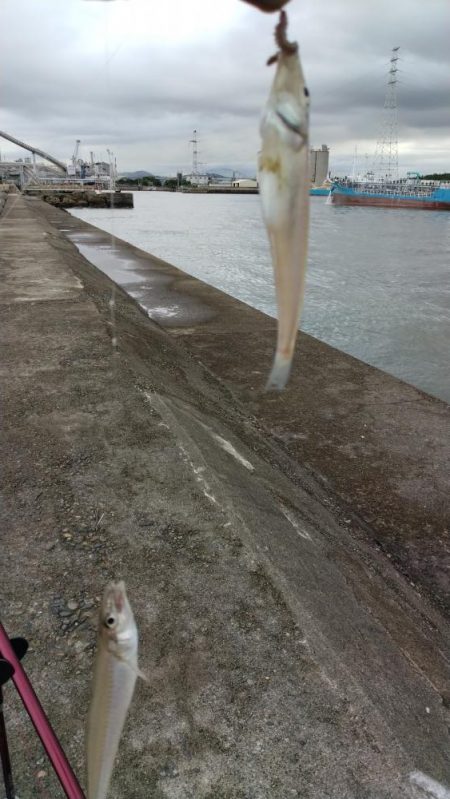 高砂港のキス調査Ⅱ