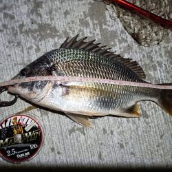 2023/08/24 南港ヘチ釣り釣行