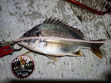 2023/08/24 南港ヘチ釣り釣行